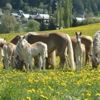 Haflingergestt in Meura