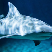 Meeresaquarium in Zella-Mehlis